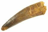 Fossil Spinosaurus Tooth - Real Dinosaur Tooth #344352-1